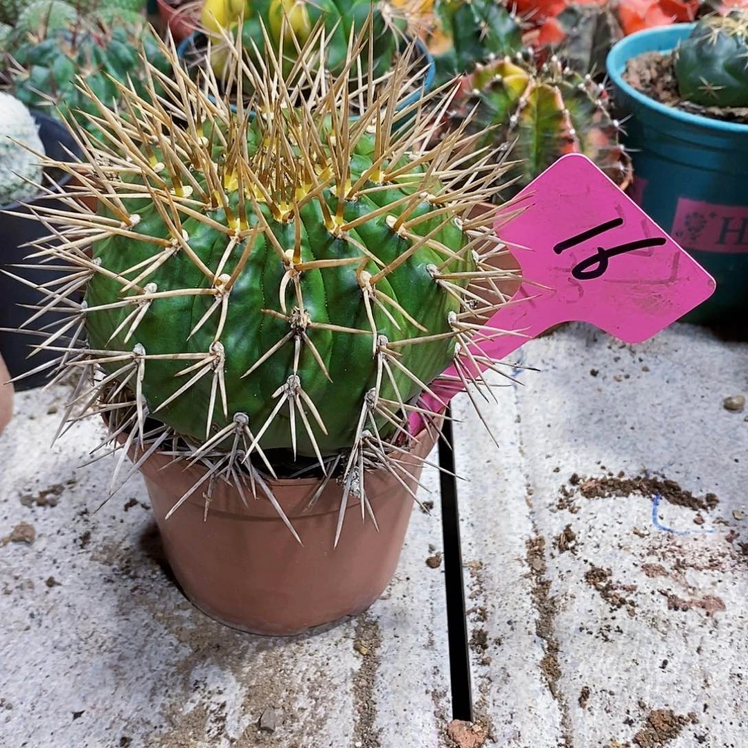 勇将丸11111111111111个