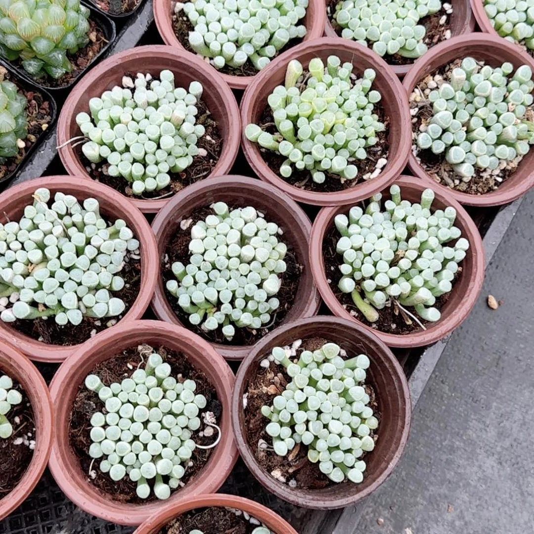 五十玲玉多肉植物一颗