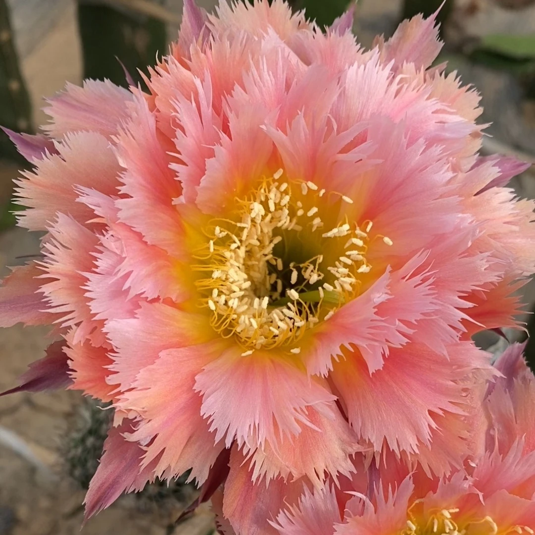 凤羽1号 无根歪侧芽4公分以上 温差不同颜色稍有差异,介意勿拍!