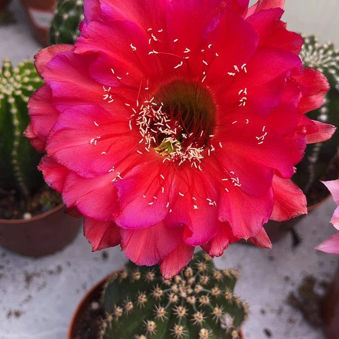 彩草红颜6-7公分左右