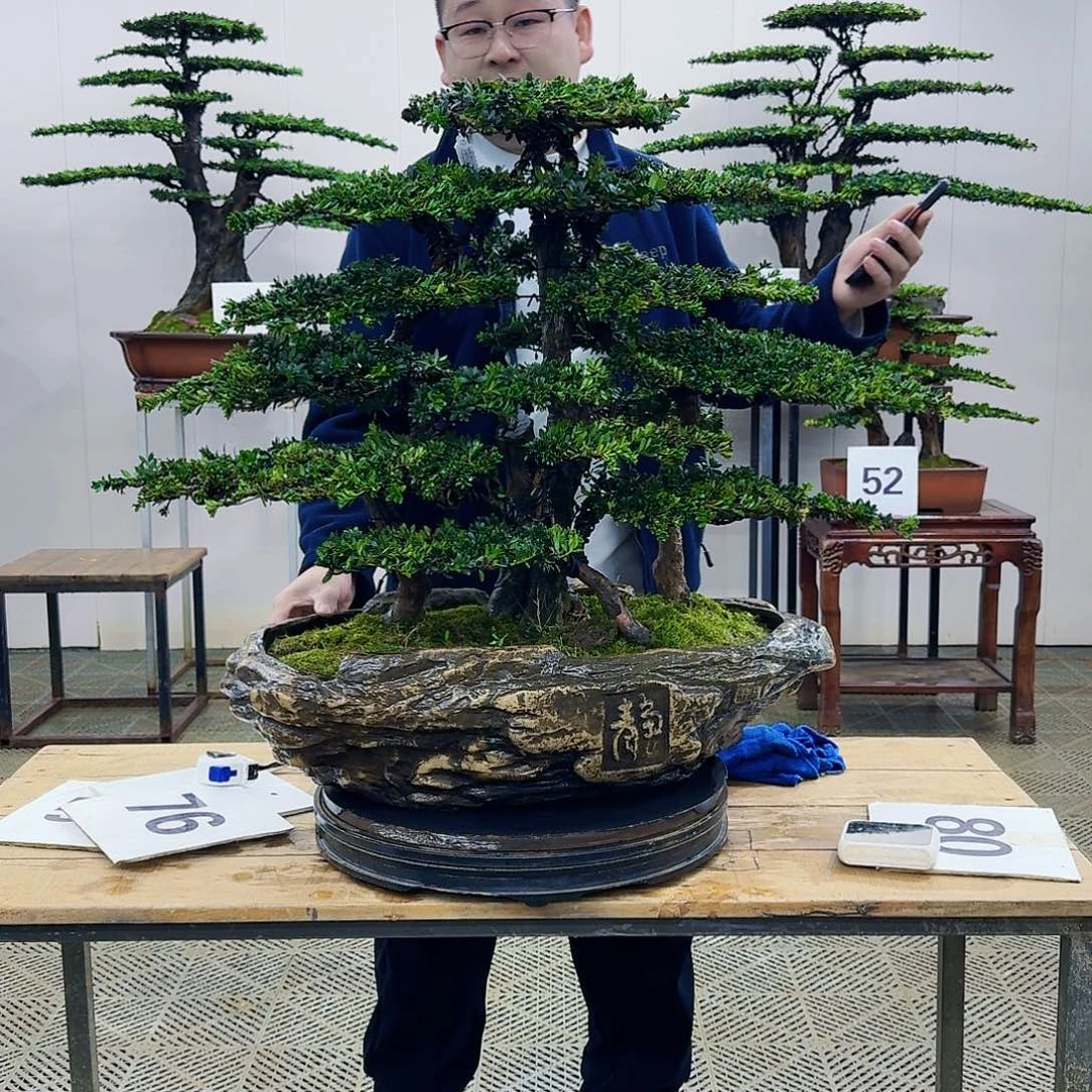 盆景罗汉松造型盆景