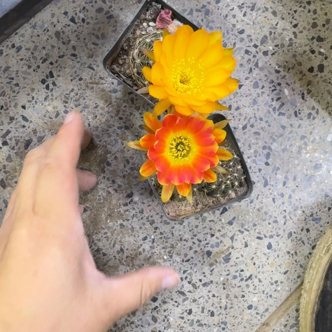 292丽花脱土发货软小掰花斑