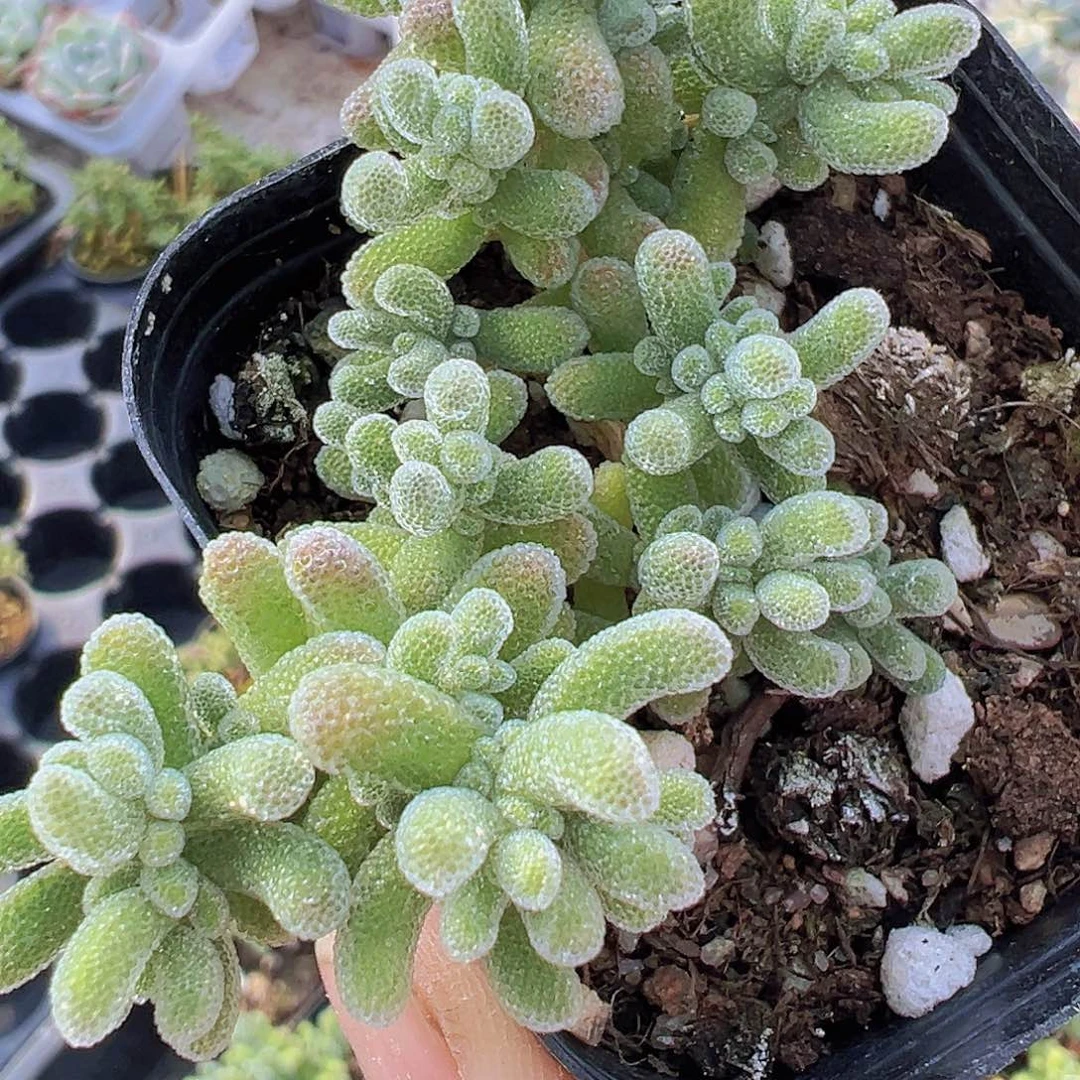 冰晶枝干19包邮多肉植物