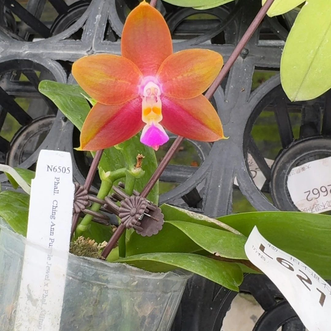 当前无花栽培后可以开花l621 瑕疵2.5n6505
