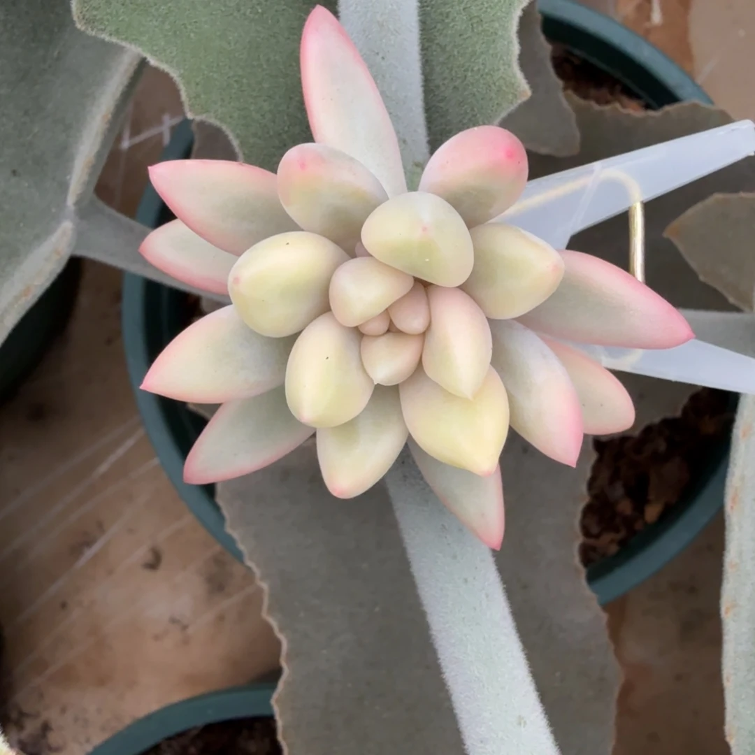 M***w蜜桃啵啵锦上园艺一物一拍