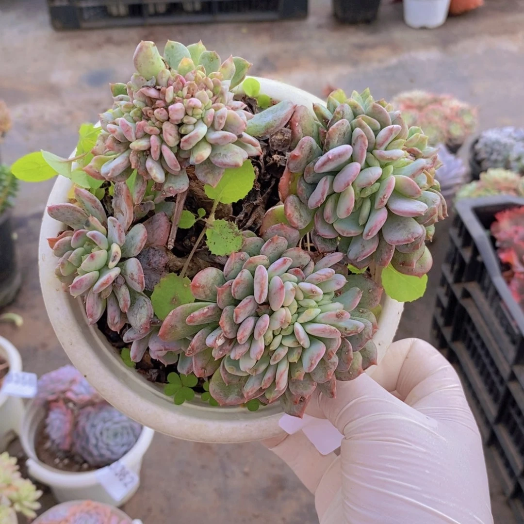 0364玛瑙老桩一物一拍