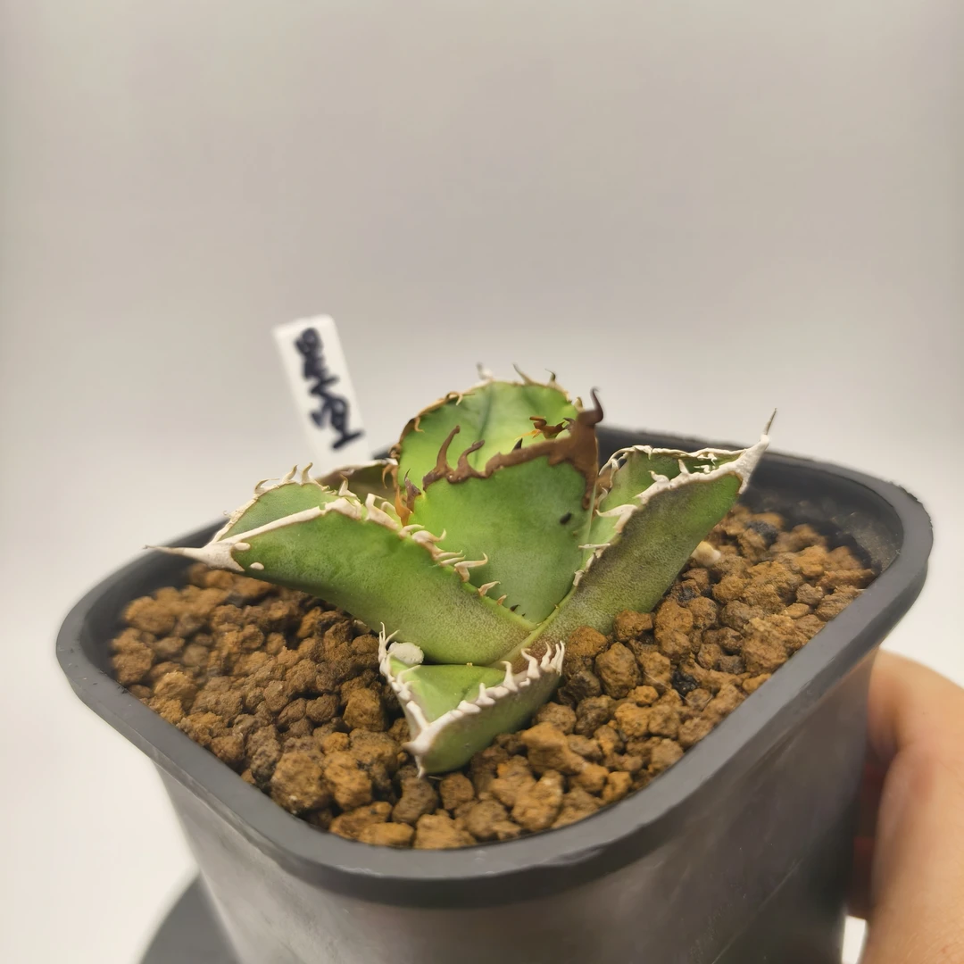 星空龙舌兰仁王冠多肉8cm