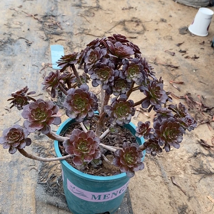 黑珍珠多肉植物027