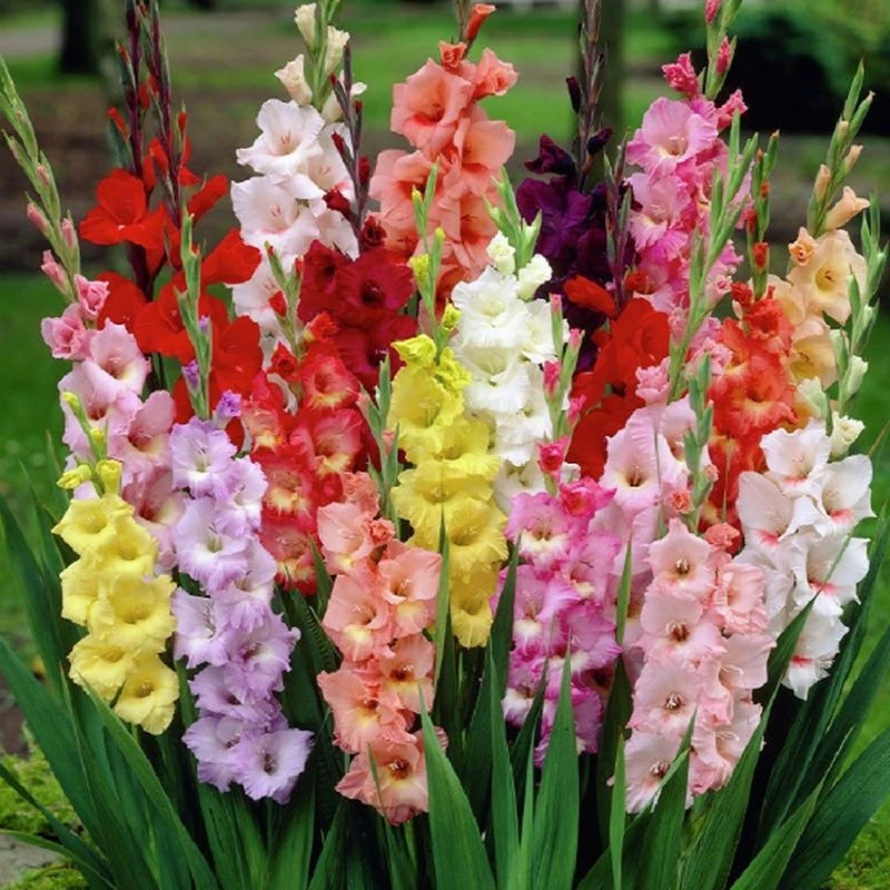 【10颗剑兰特价】多年生种球花卉大全唐菖蒲十三太保花种当年新种球