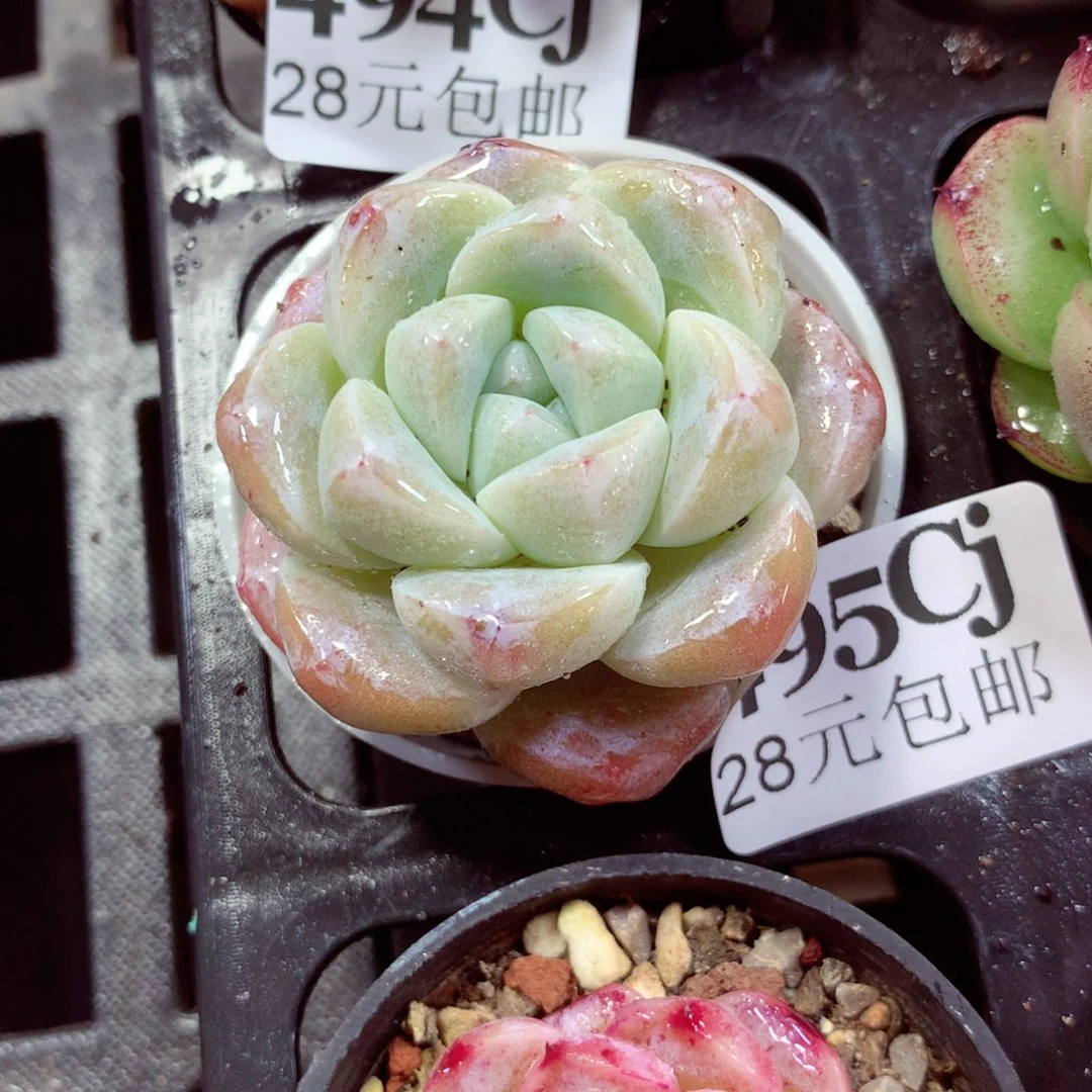 5厘米盆精控多肉495