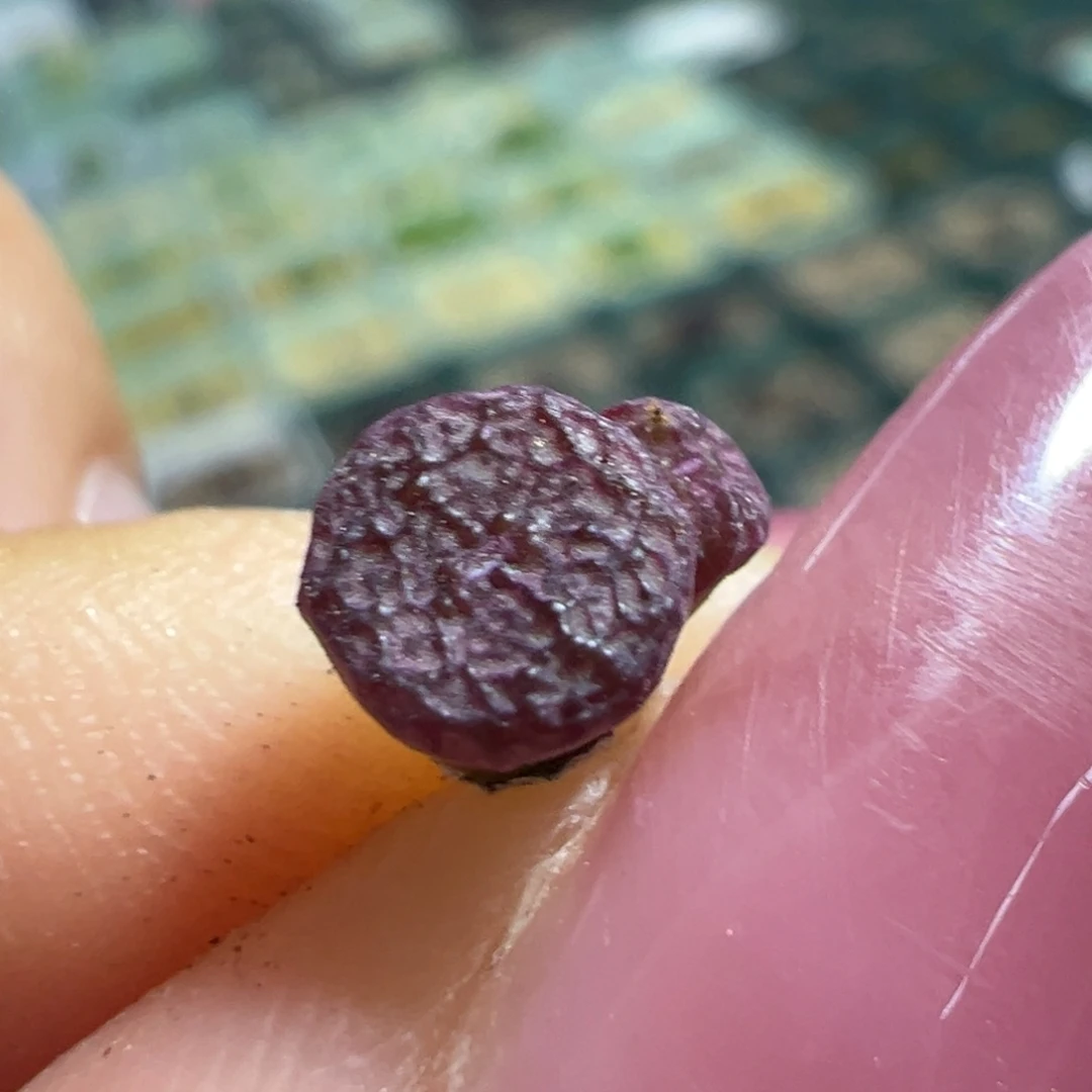 浮雕流水纹康杂多肉植物