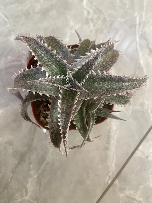 沙漠凤梨多肉绿植