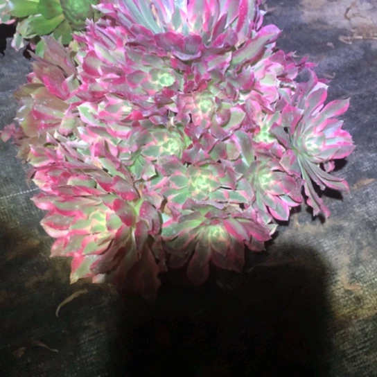 多肉植物女巫866