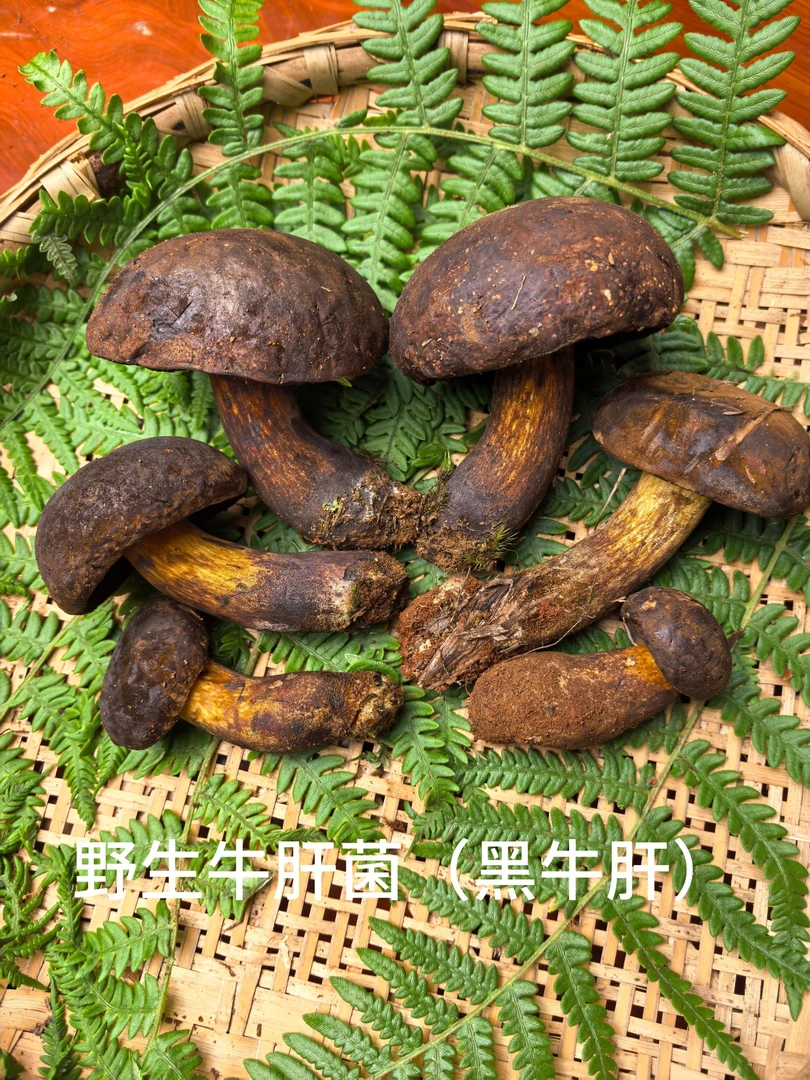 新鲜现采云南野生黑牛肝菌 炒菜煲汤鲜美嫩滑的珍稀山珍