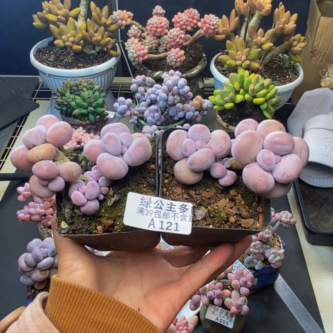 121芭比奶多肉两颗