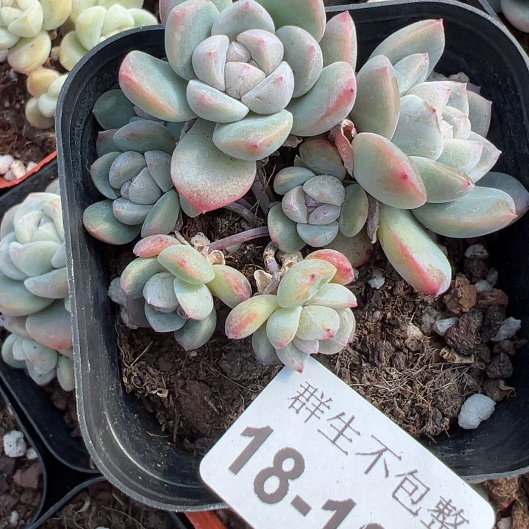 M****t小卡拉米糖心一物一拍18-102