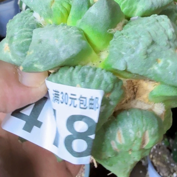 鸭***子无花朵福利自根怒涛418