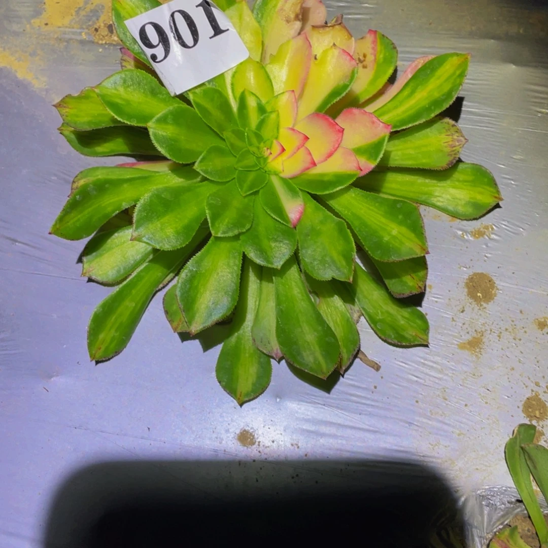 知否多肉植物多肉901