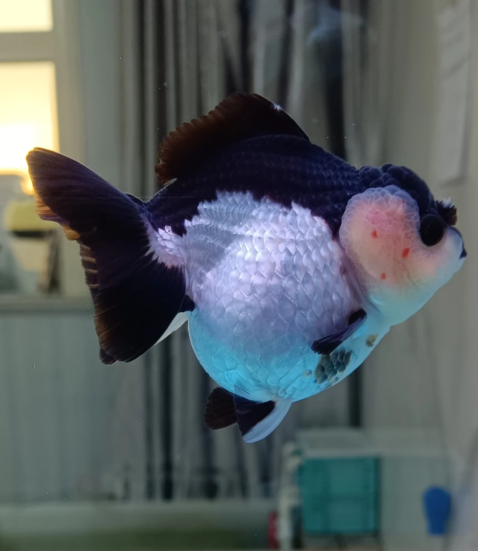 原泰玛丽泰狮F1 精品观赏鱼