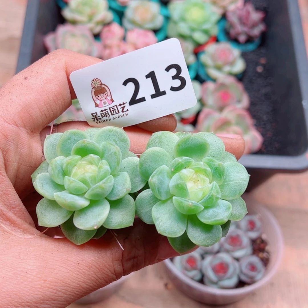 多肉植物多肉植物