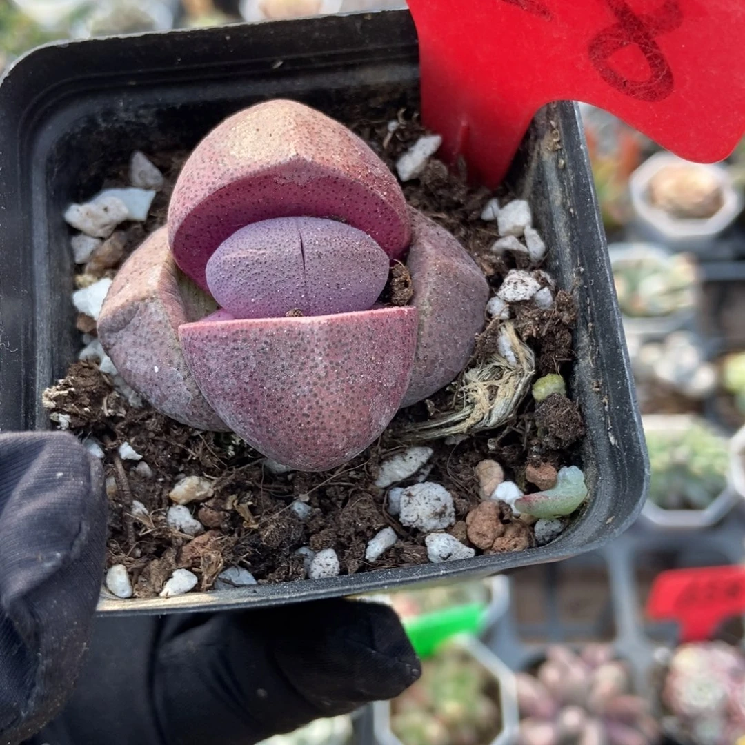 1728紫元宝多肉植物多肉