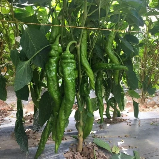 河南周口新鲜螺丝椒（大麻花）现采现发    只做精品