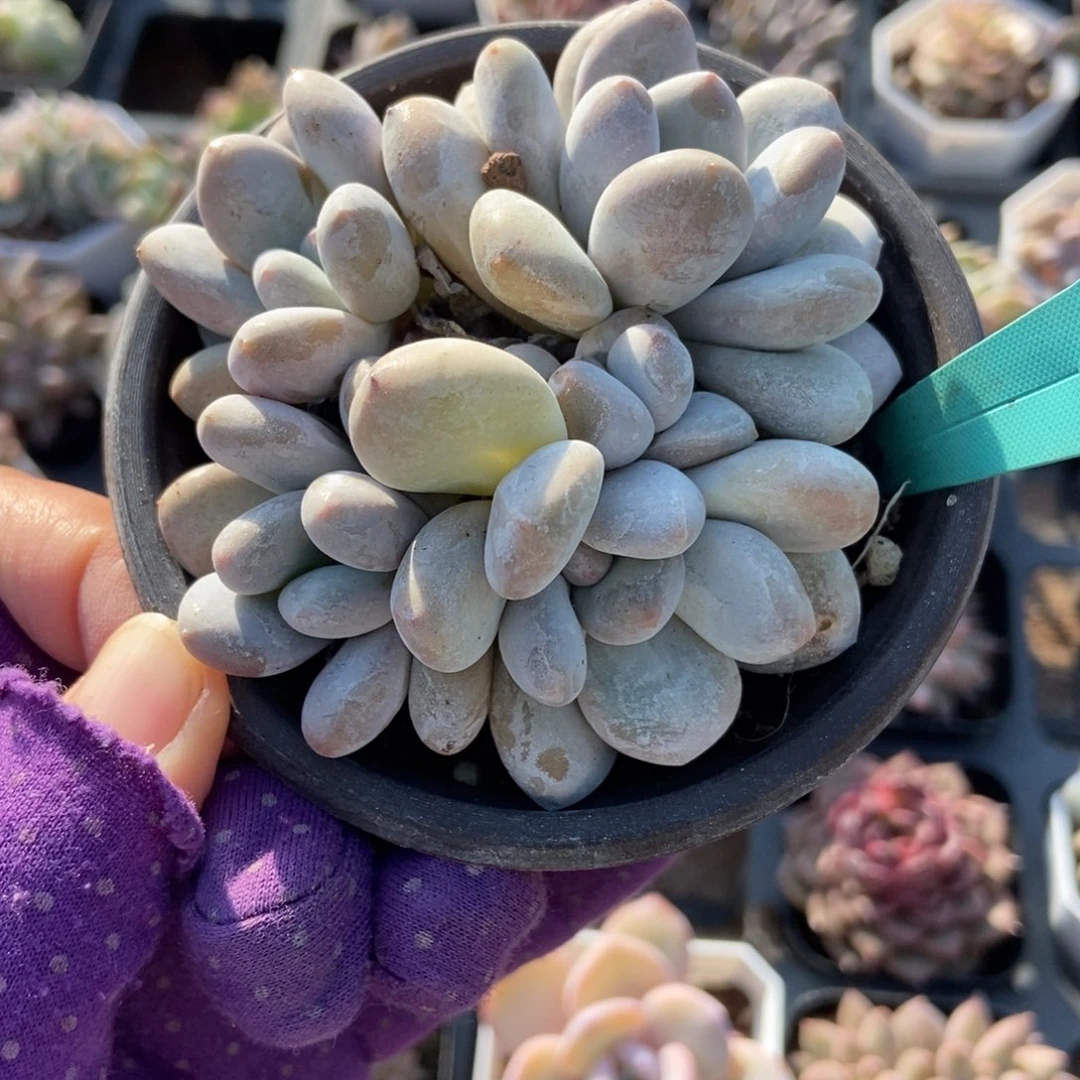 1547香水多肉植物多肉