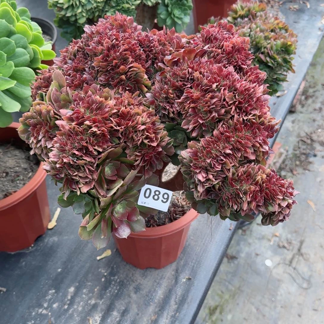 平089多肉植物玫瑰花