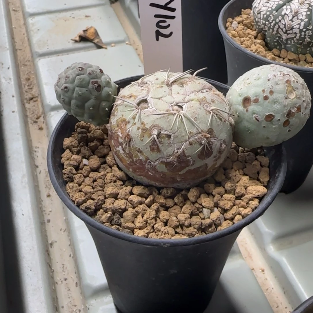 102-0214脱土发志野多肉