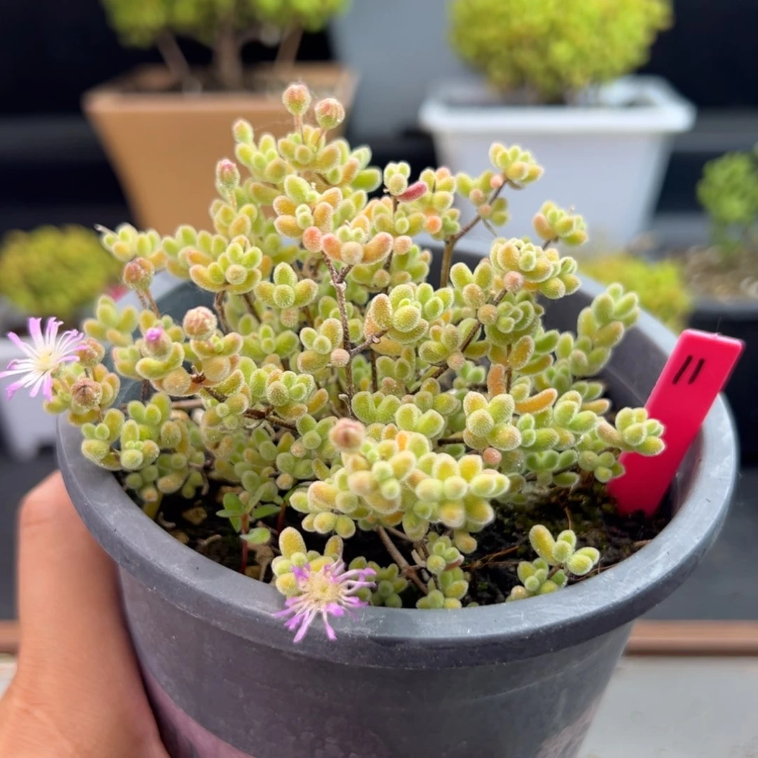 冰晶枝干11号12cm盆