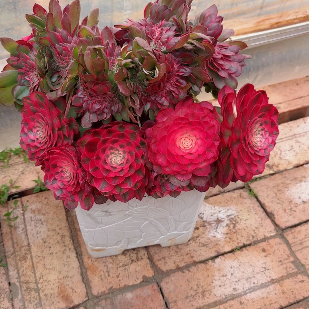 L*妮多肉植物发货发货