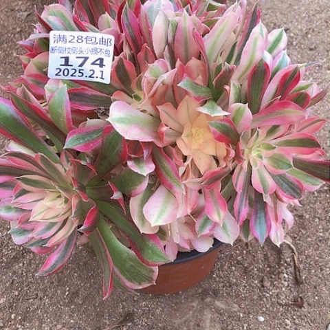 小****）2.1-174女王多肉植物