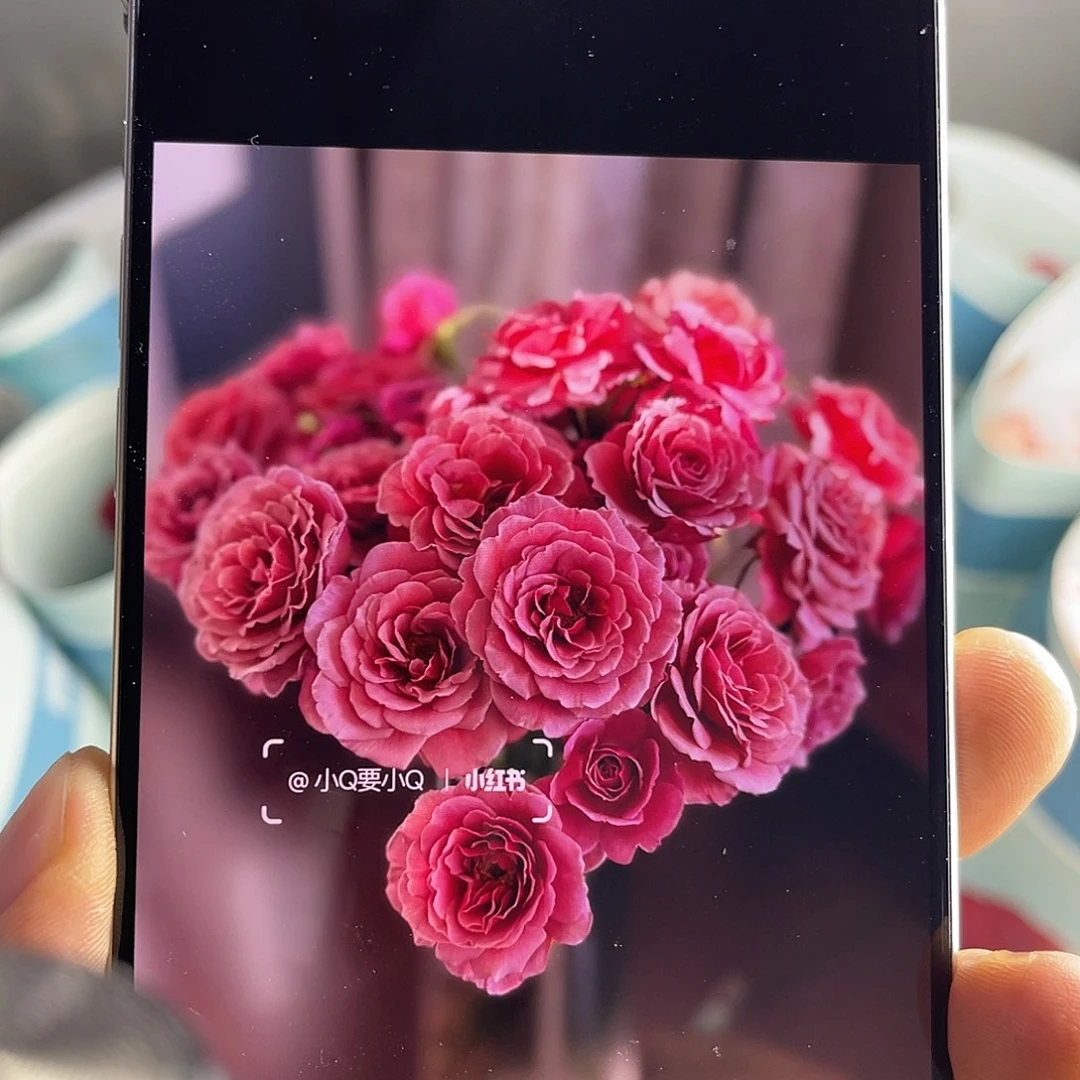 全部花苞青幕谷（秀色钟声）一扎