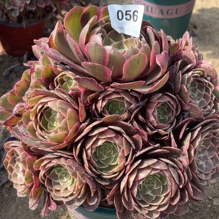 056多肉植物粉花妖