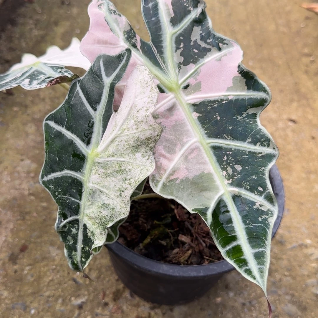 大仙女海芋R117-20260104