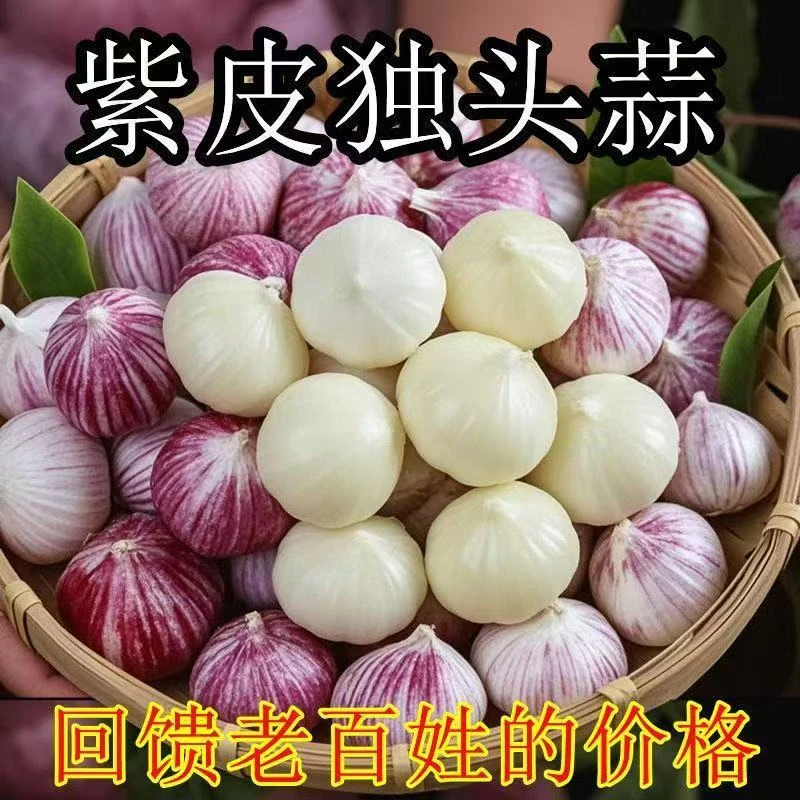 【正宗独头蒜】2025紫皮独头蒜红皮独蒜大个大蒜头干蒜批发价包邮