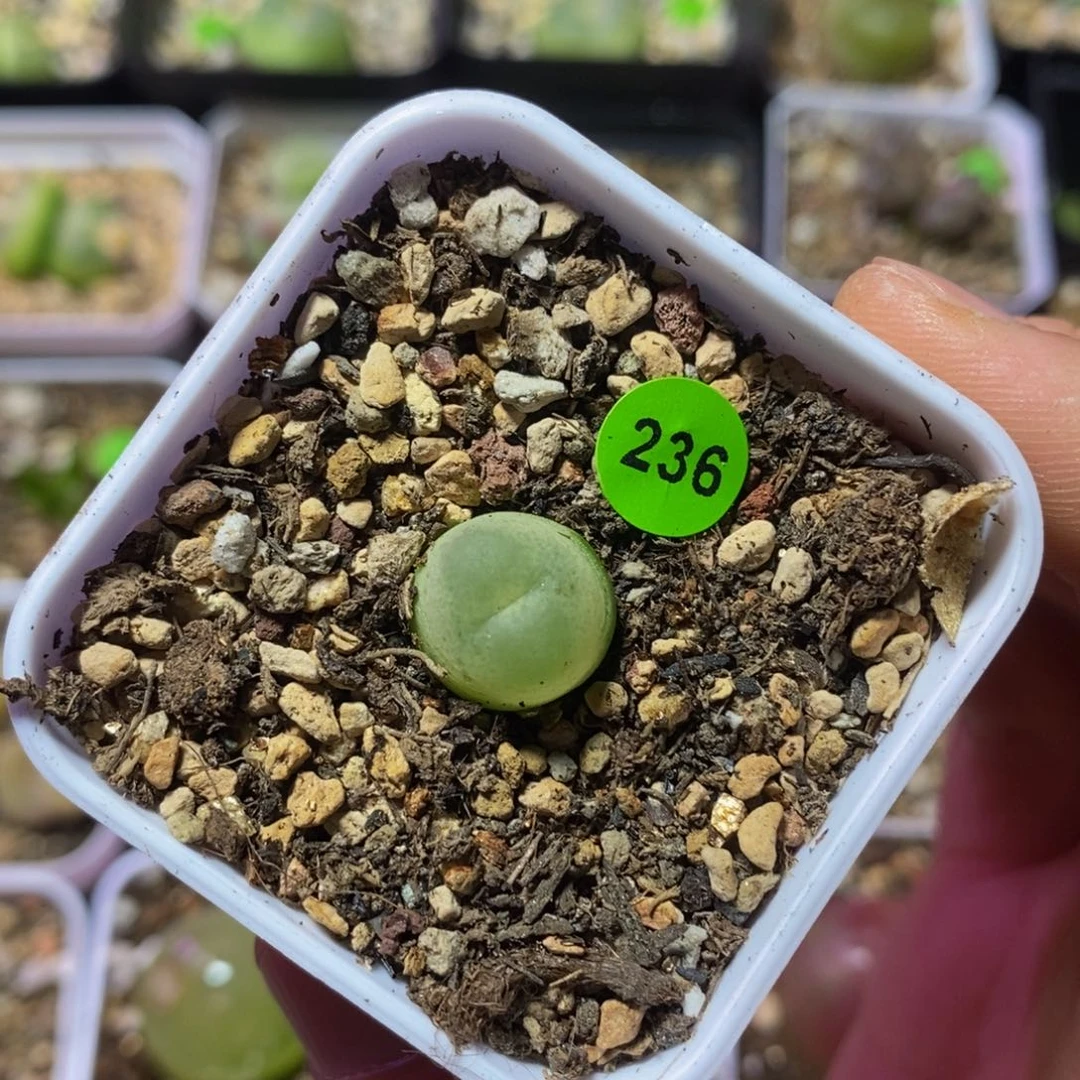拉登1.2多肉植物236