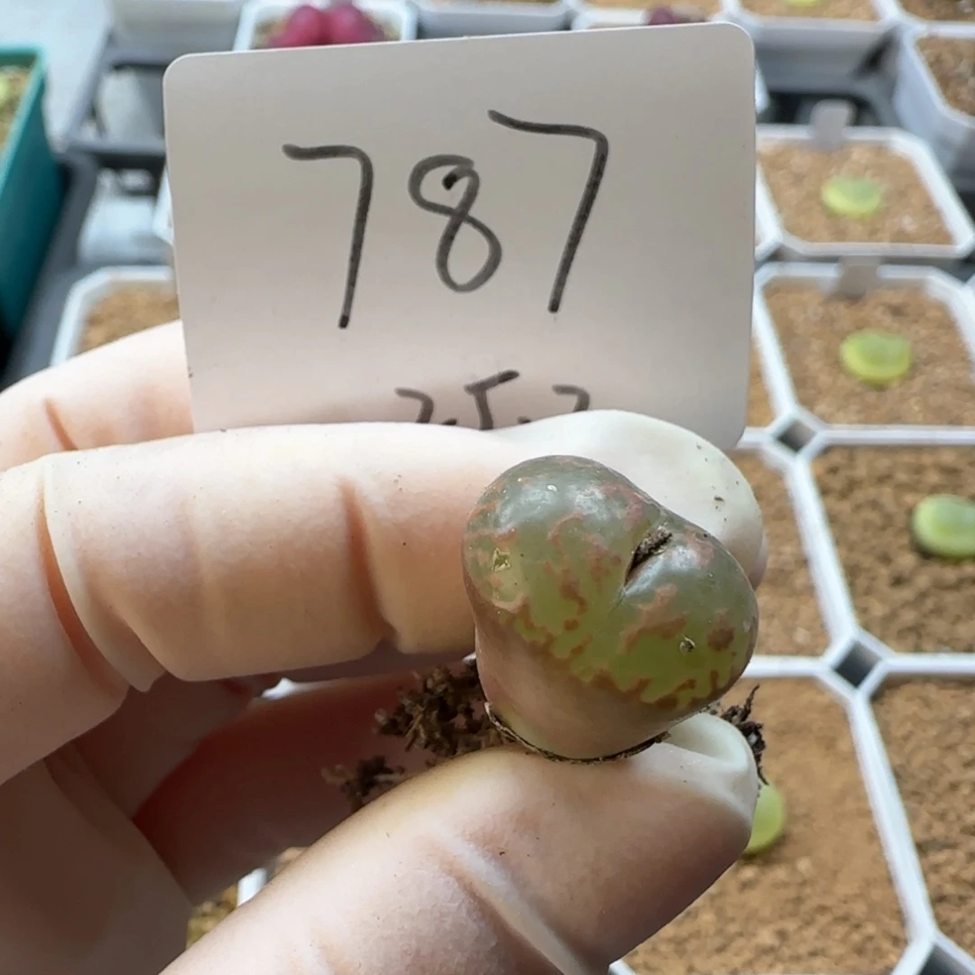 面**人多肉多肉多肉2025-787“