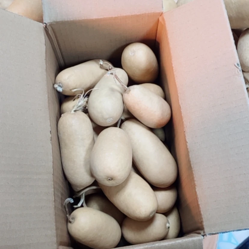 【闪购商品】32个冬瓜60块钱
