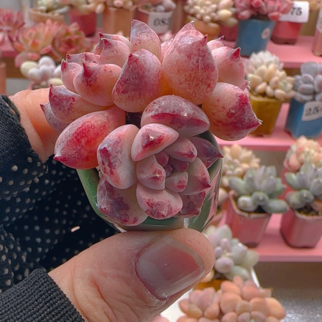 霜花193 ，带盆土发货，满38包邮非偏远。