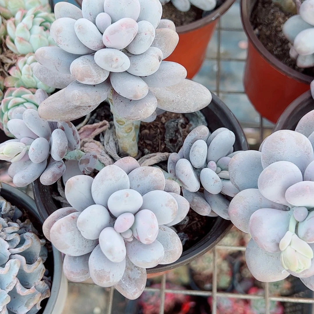 奶酪多头群生精品特价