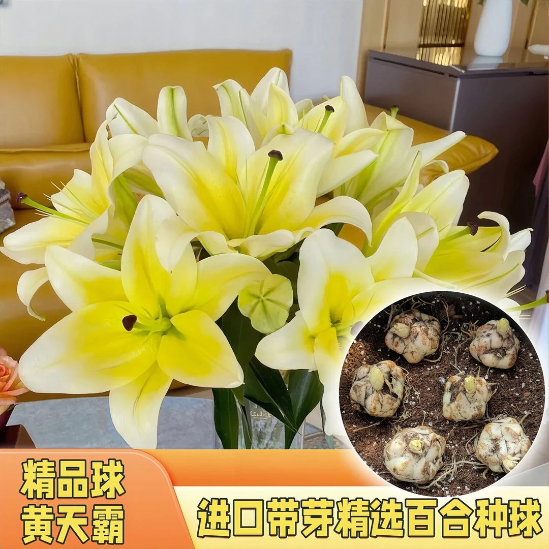 【带芽发货】进口百合种球香水浓香球根阳台庭院地栽盆栽种植多年生