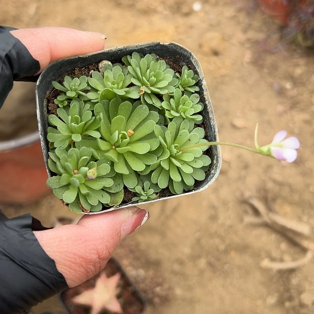 多肉植物捕虫草开花