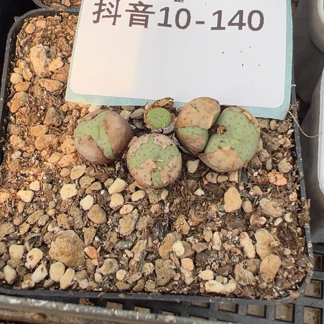 10-140奶油嘴多肉植物