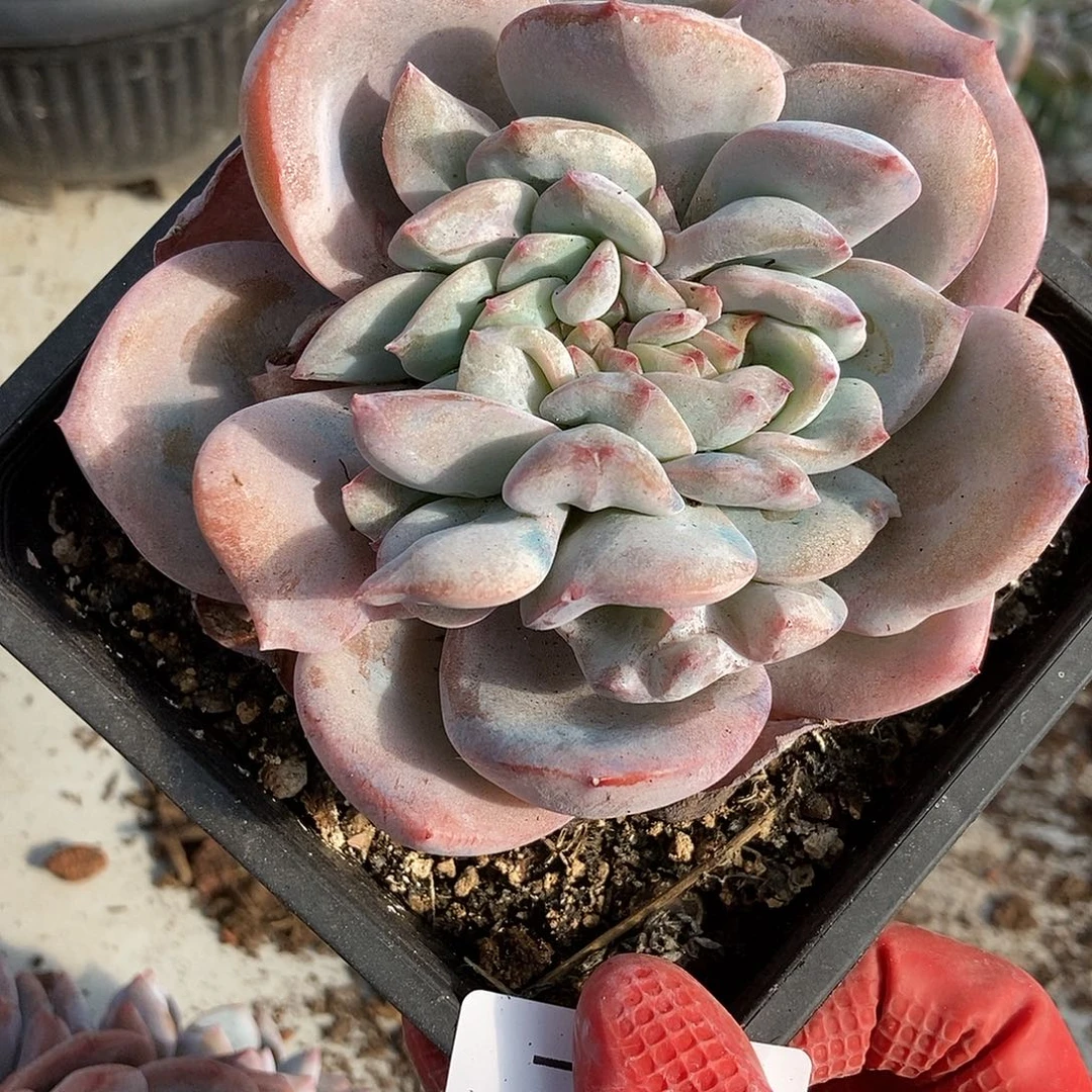 68 一物一拍多肉不退不换