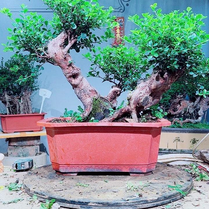 工***器无花朵盆景赤楠花香飘