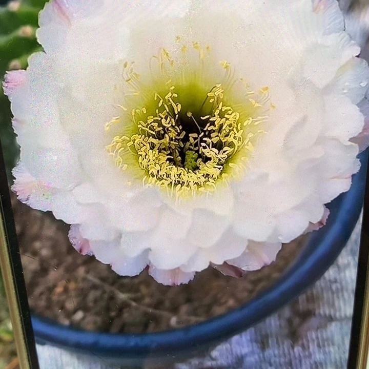 彩草黑美人带根4.5公分左右