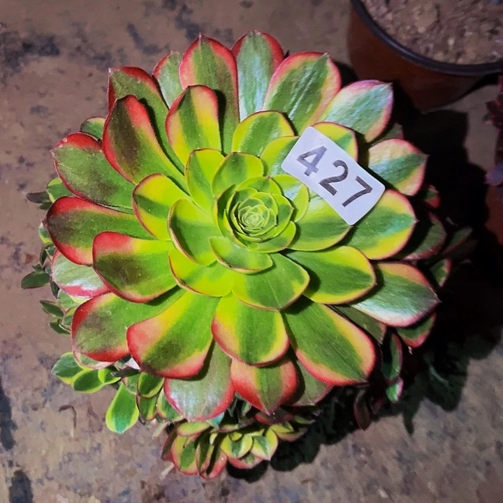 427奶白宽锦多肉植物处理不售后