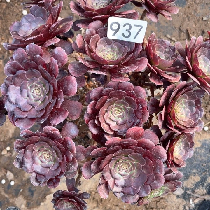 937多肉植物含萝莉