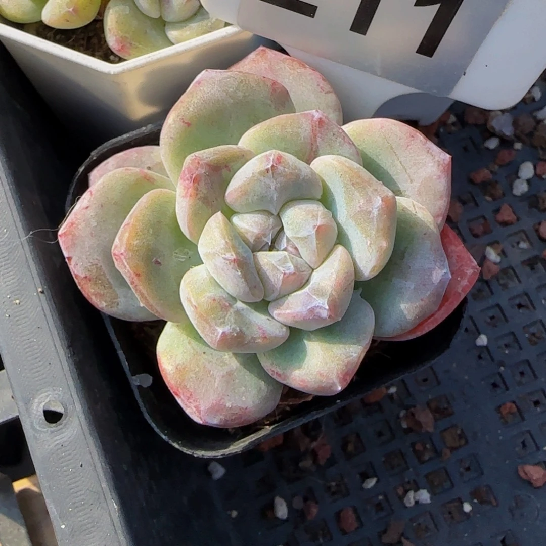 211 号一物一拍特价福利